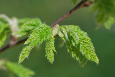 Carpinus betulus 'Quercifolia' - habr obecný 'Quercifolia' - jarní výhonky